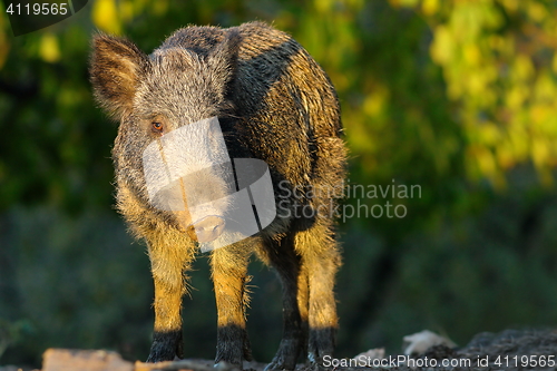 Image of wild hog in a glade