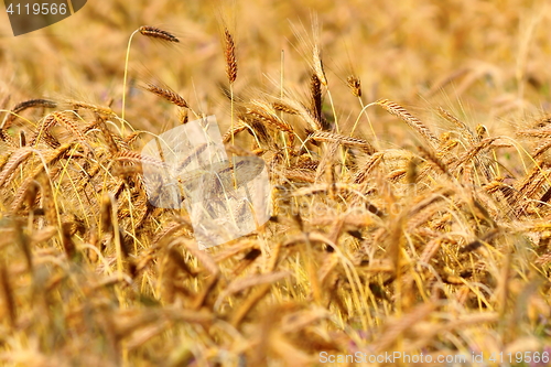 Image of yellow textural wheat field