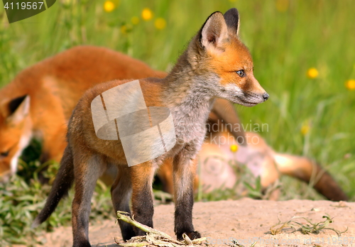 Image of young european fox