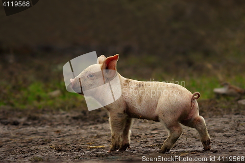 Image of young pig near the farm