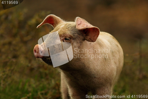 Image of young pink pig portrait