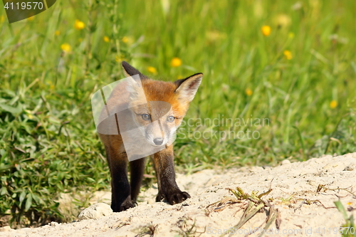 Image of young small european fox cub