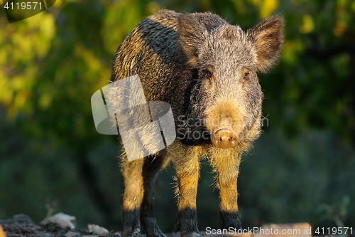 Image of young wild boar in a glade