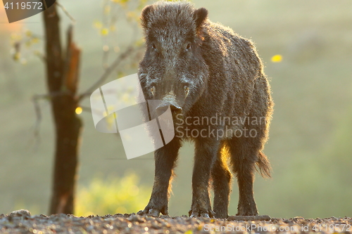 Image of young wild boar male