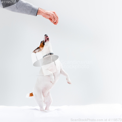 Image of Small Jack Russell Terrier on white