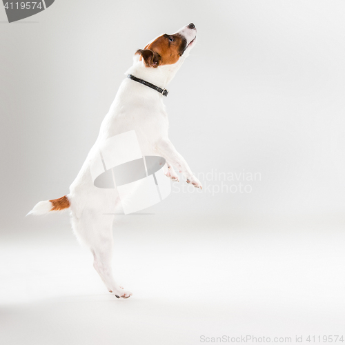 Image of Small Jack Russell Terrier on white