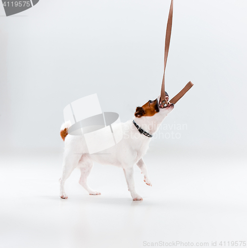 Image of Small Jack Russell Terrier on white