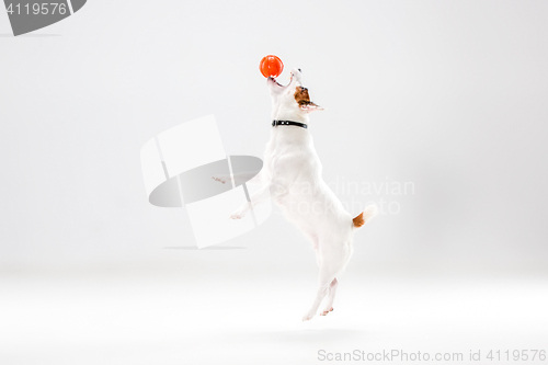 Image of Small Jack Russell Terrier on white