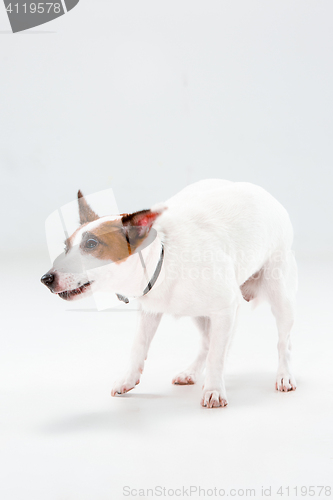 Image of Small Jack Russell Terrier on white