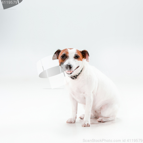 Image of Small Jack Russell Terrier sitting on white