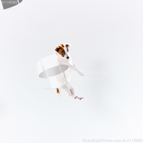 Image of Small Jack Russell Terrier on white