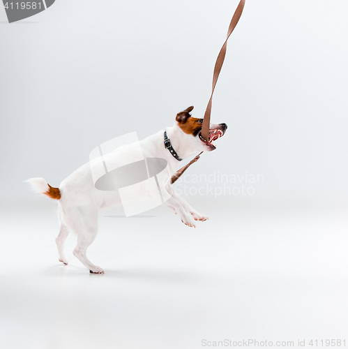 Image of Small Jack Russell Terrier on white