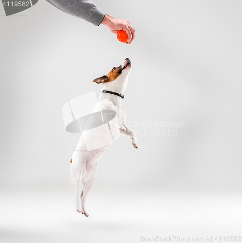 Image of Small Jack Russell Terrier on white