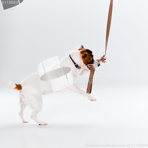 Image of Small Jack Russell Terrier on white