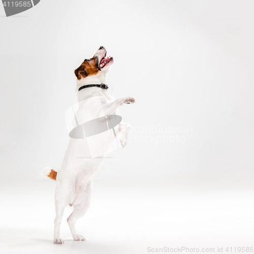 Image of Small Jack Russell Terrier on white