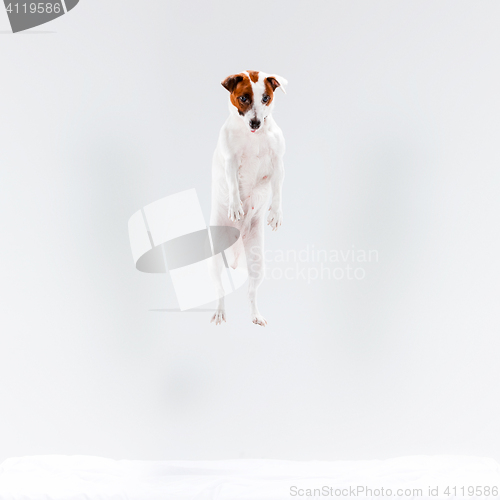 Image of Small Jack Russell Terrier on white