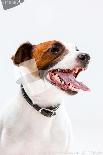 Image of Small Jack Russell Terrier sitting on white