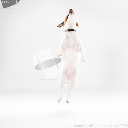 Image of Small Jack Russell Terrier on white