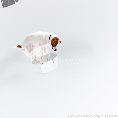 Image of Small Jack Russell Terrier on white