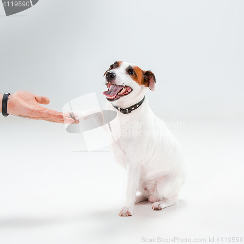 Image of Small Jack Russell Terrier sitting on white