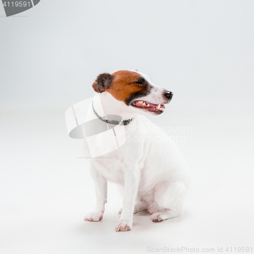 Image of Small Jack Russell Terrier sitting on white