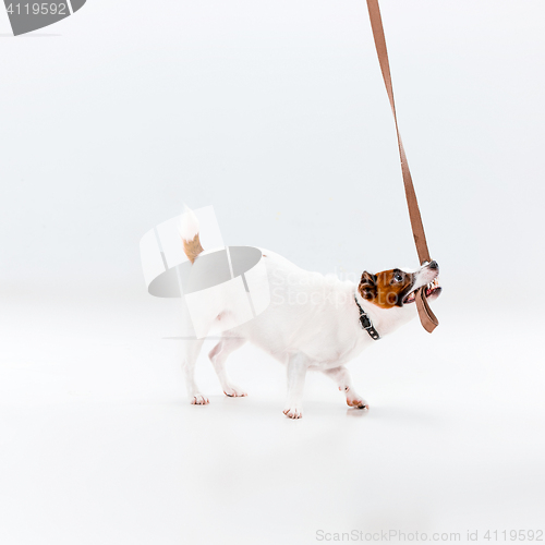 Image of Small Jack Russell Terrier on white