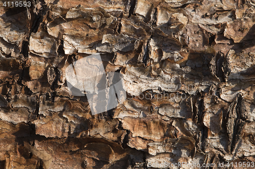 Image of Flaking pine bark