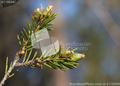 Image of Pine bud in the spring