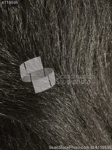 Image of Dog hair texture