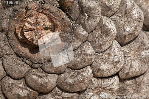 Image of Pine cone, close-up