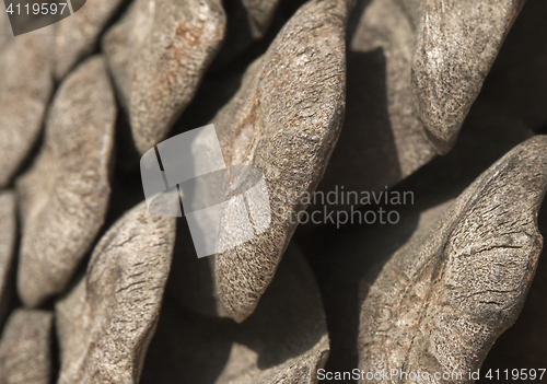 Image of Pine cone, close-up