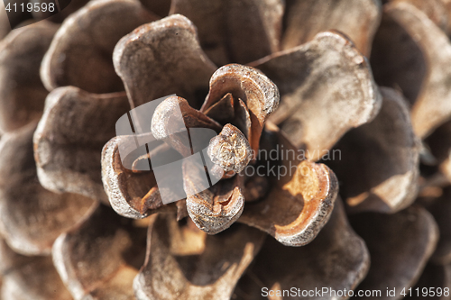 Image of Pine cone, close-up