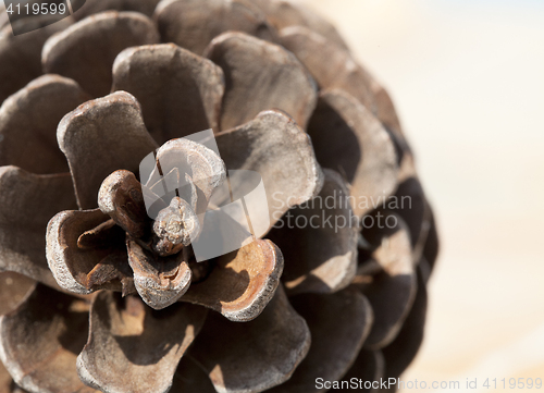 Image of Pine cone, close-up