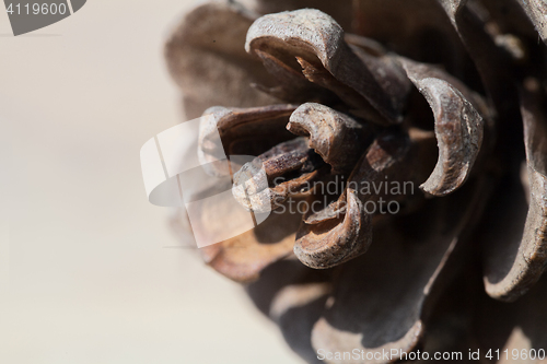 Image of Pine cone, close-up