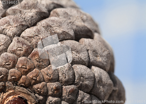 Image of Pine cone, close-up