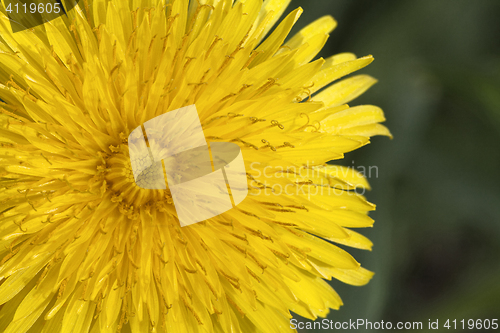 Image of Dandelion flower, close-up