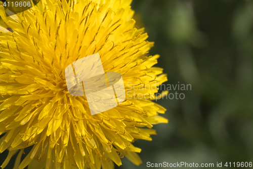 Image of Dandelion flower, close-up