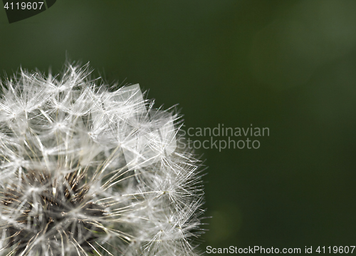 Image of Fluffy dandelion, close-up