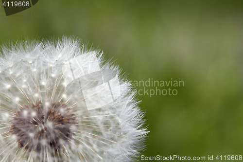 Image of Fluffy dandelion, close-up