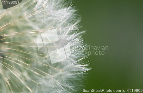 Image of Fluffy dandelion, close-up