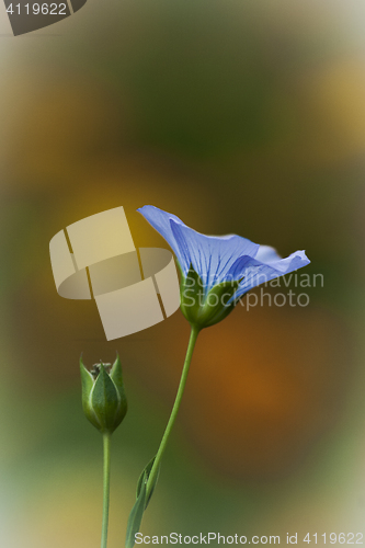 Image of flax