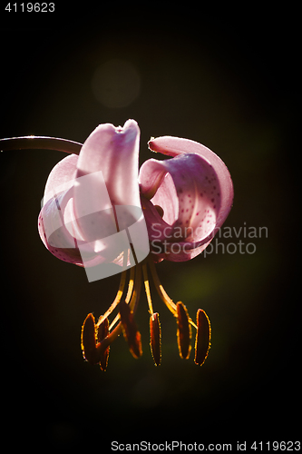 Image of martagon lily