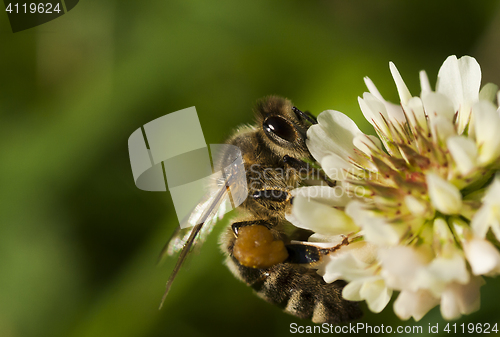 Image of honey bee