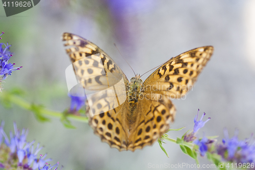 Image of longing butterfly