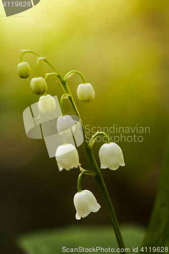 Image of lily of the valley