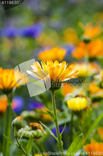 Image of marigolds