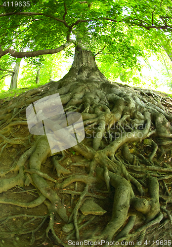 Image of old big tree