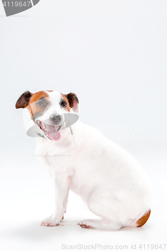 Image of Small Jack Russell Terrier sitting on white