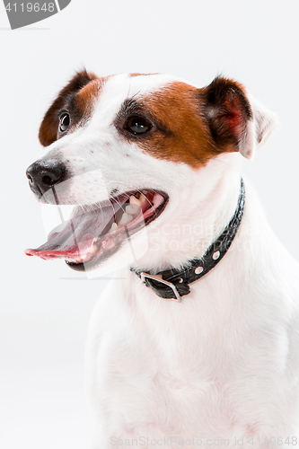 Image of Small Jack Russell Terrier sitting on white