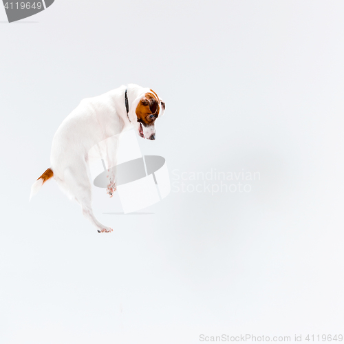 Image of Small Jack Russell Terrier on white